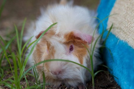 Guinea pigs seized by RSPCA looking for new homes in Brisbane