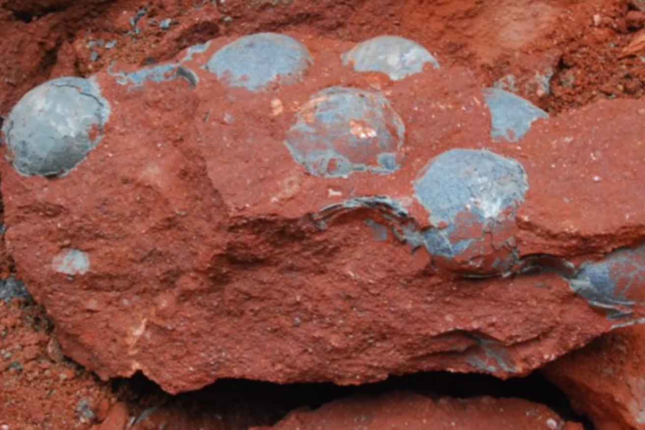 These eggs, found during roadwork in China, never hatched - but the dinosaur legacy lives on in modern birds.