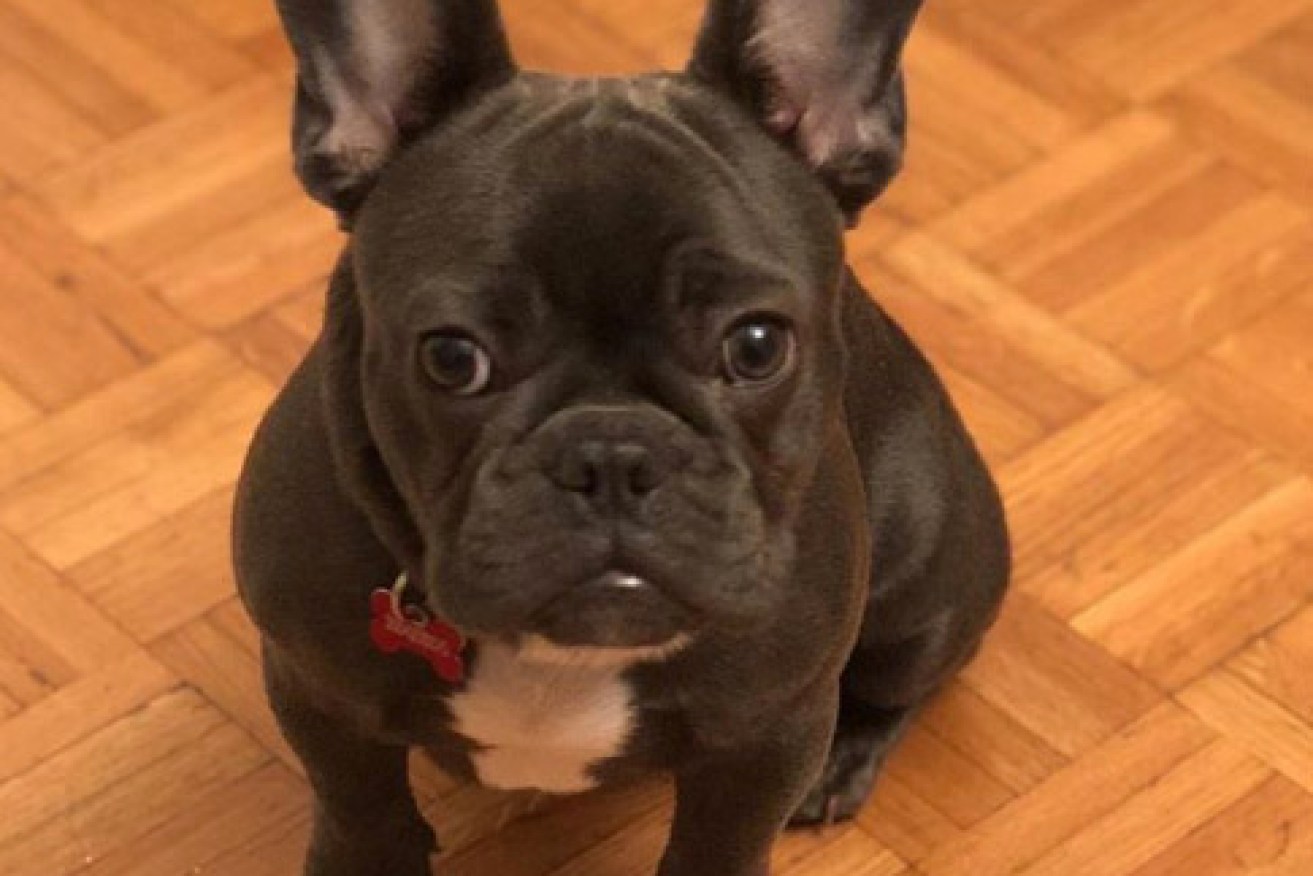 French bulldog Kobe  has been flown back to the United States. 