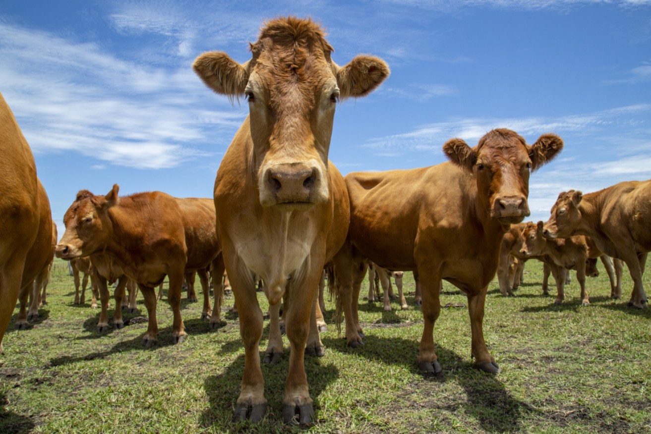 China has removed bans on Australian beef exporters, with almost all of the trade sanctions worth $20 billion imposed by Beijing gone.