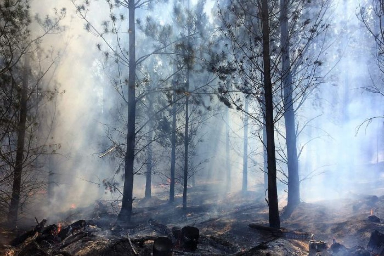 ACT firefighters continue to backburn  in an effort to contain the Pierces Creek blaze.