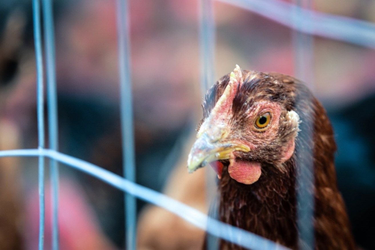 Authorities say the bird flu outbreak at the Victorian farm is not the deadly H5N1 strain.