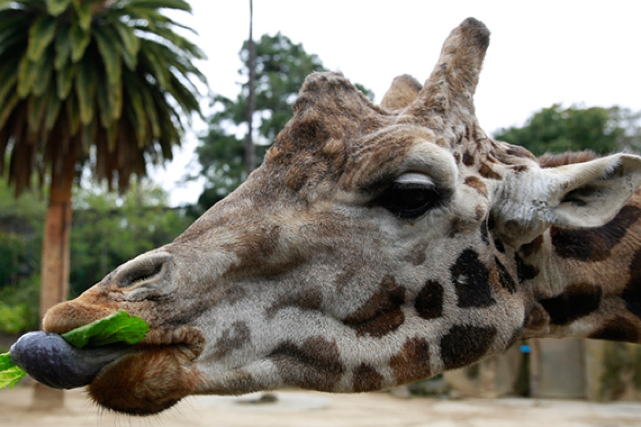 Makulu helped raise the profile of the endangered Rothschild's giraffe.