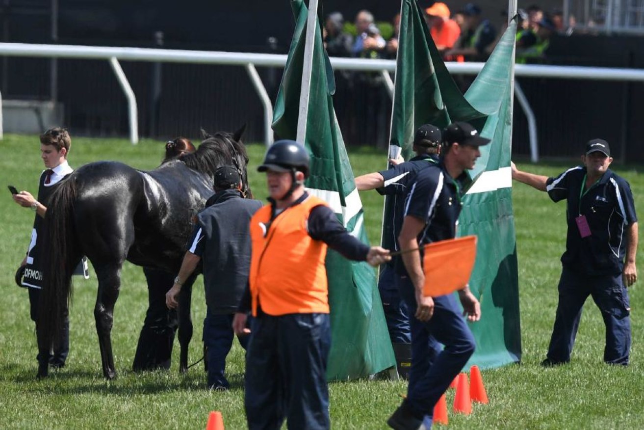 The death of The Cliffsofmoher in the Melbourne Cup has reignited calls for stricter safety standards in racing.