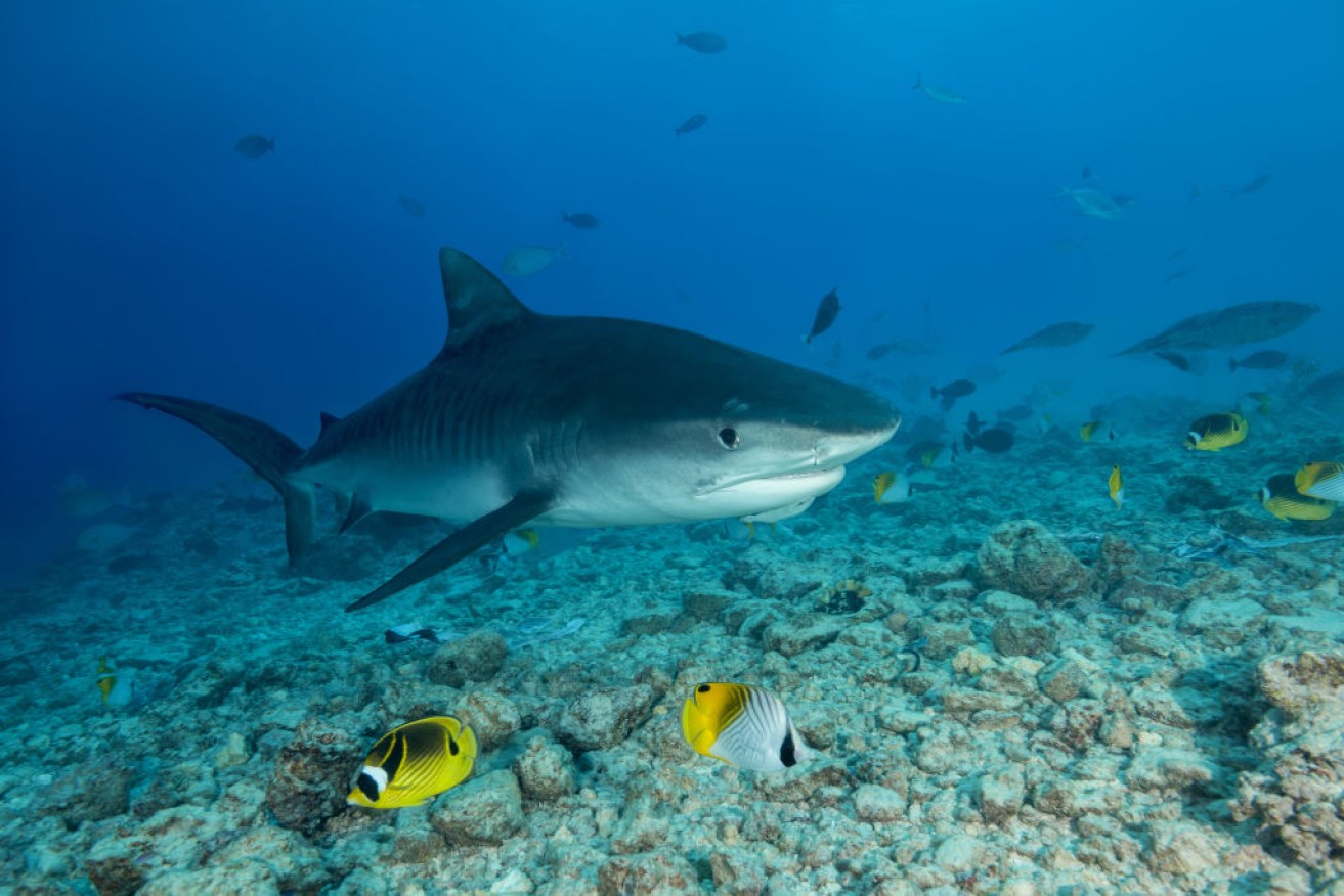 Threats to the world's oceans have been mounting in recent years as a result of overfishing.
PHOTOGRAPH BY Andrey Nekrasov / Barcroft Images (Photo credit should read © Andrey Nekrasov / Barcroft Media via Getty Images)
