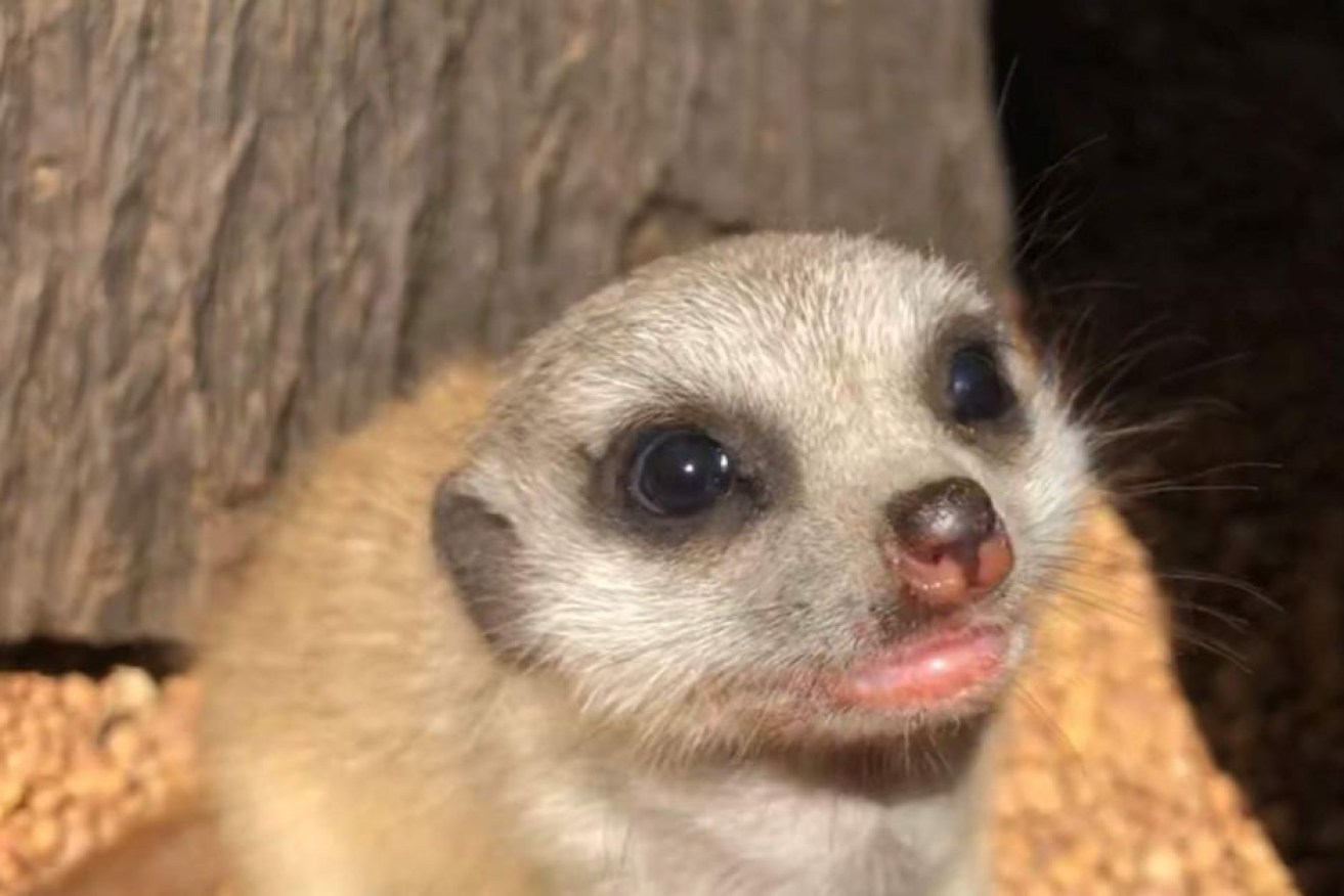 The meerkitten was stolen from the zoo but it was initially thought it might have been taken by a predatory bird.

