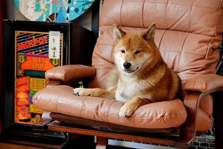 Dog eat dog world: The top 10 dogs of Instagram and where your pooch places