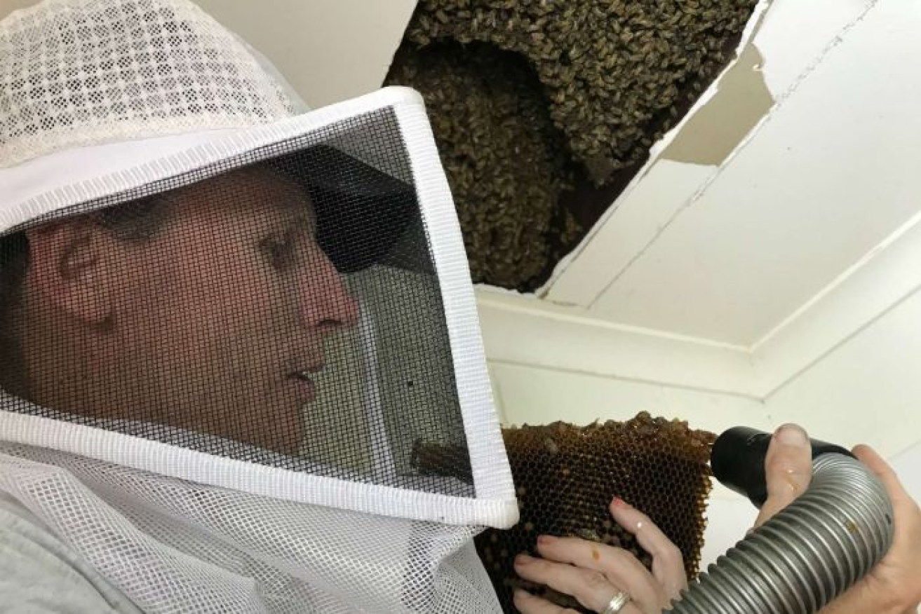 Scott Whittaker uses a vacuum to safely transfer the bees to a special hive for relocation.