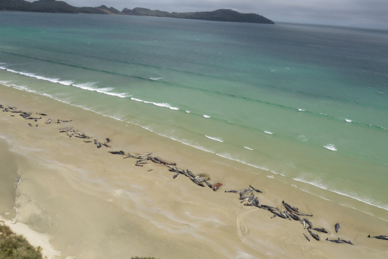In 2018, a rescue operation was launched to get 145 pilot whales stranded near Mason Beach in New Zealand back out to sea.