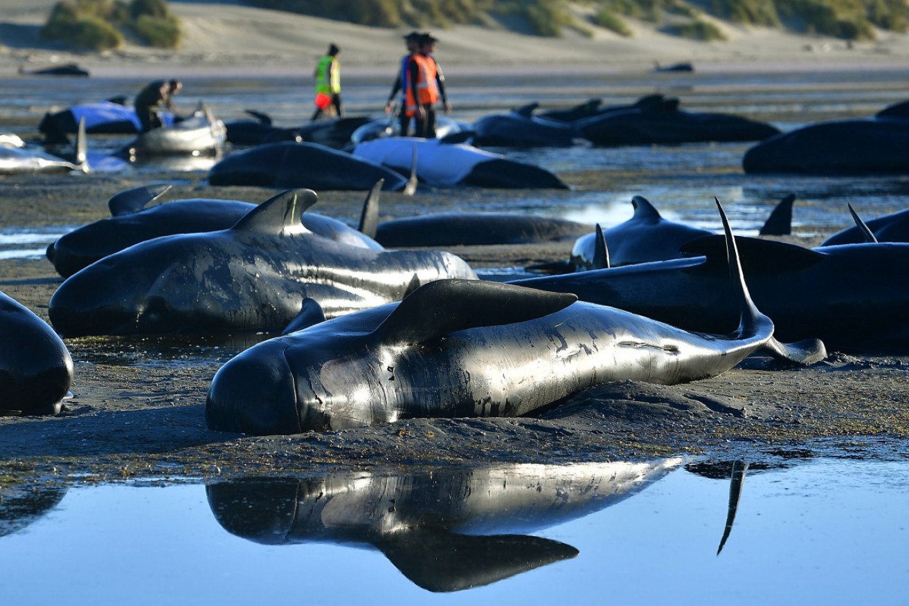The whales were beached on Victoria's coast.