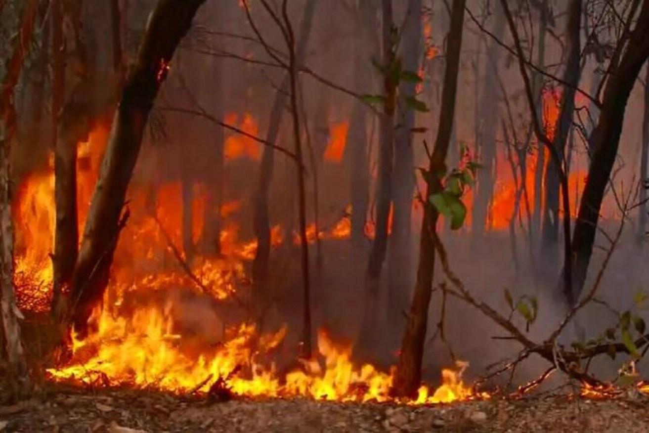The Queensland fires are unprecedented in scale and intensity.