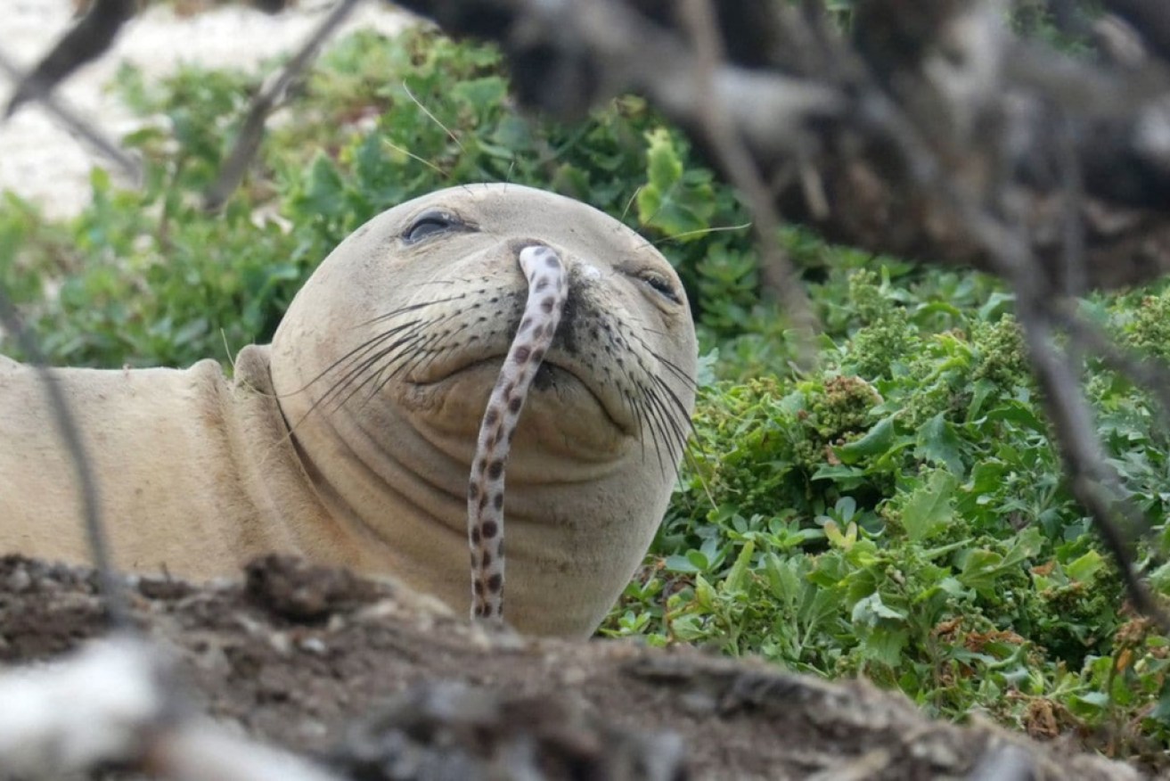 Are endangered seals drawing attention to their plight by snorting eels?