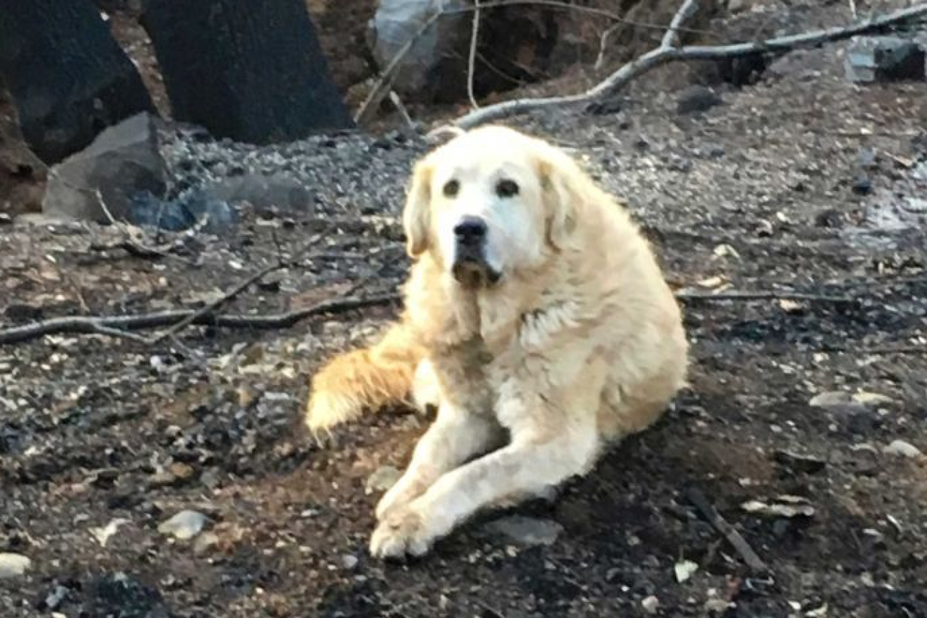 Loyal and faithful, Madison guarded the ashes of his owner's burnt-out home for a month.