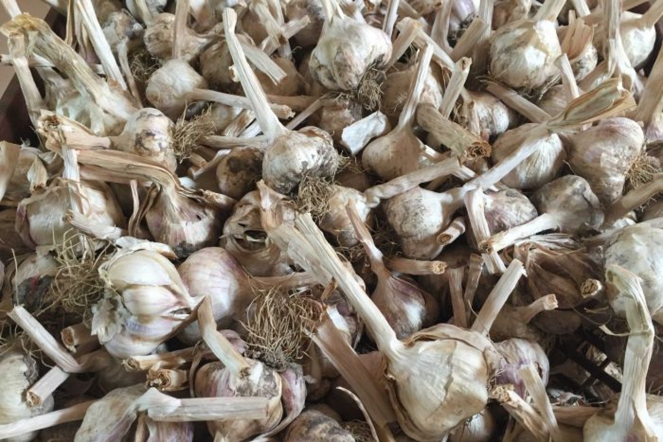 Police say the thieves might try to on-sell the garlic through farmers markets, greengrocers or wholesalers