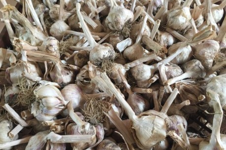 Garlic crop theft ‘impossible’ to solve without public help, police say
