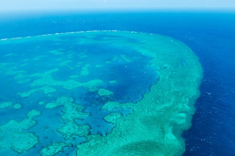 Scientists find some hope for coral reefs: The strong may survive