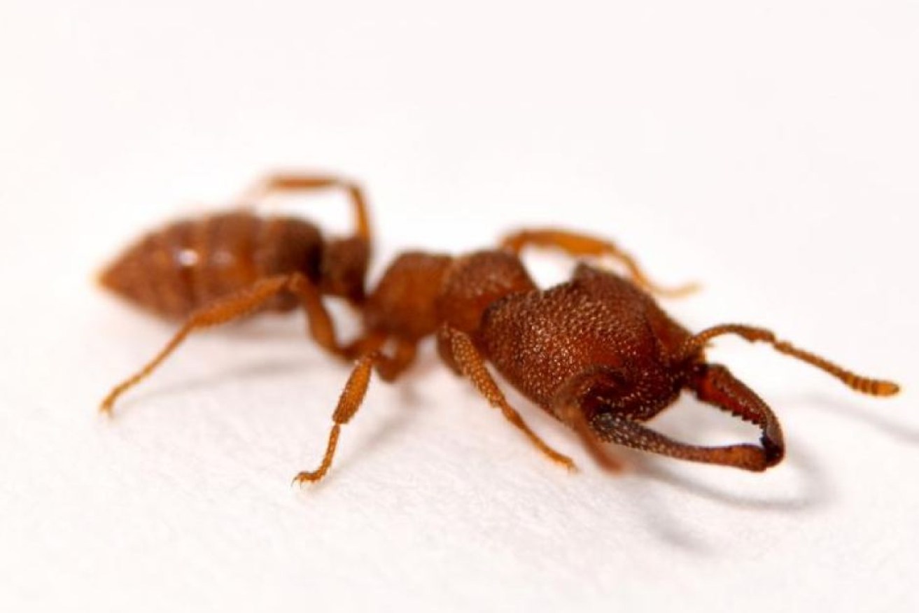 The fastest-known animal movement belongs to the dracula ant.

