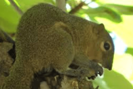 Is that a squirrel in your pocket? The weird things Customs seize