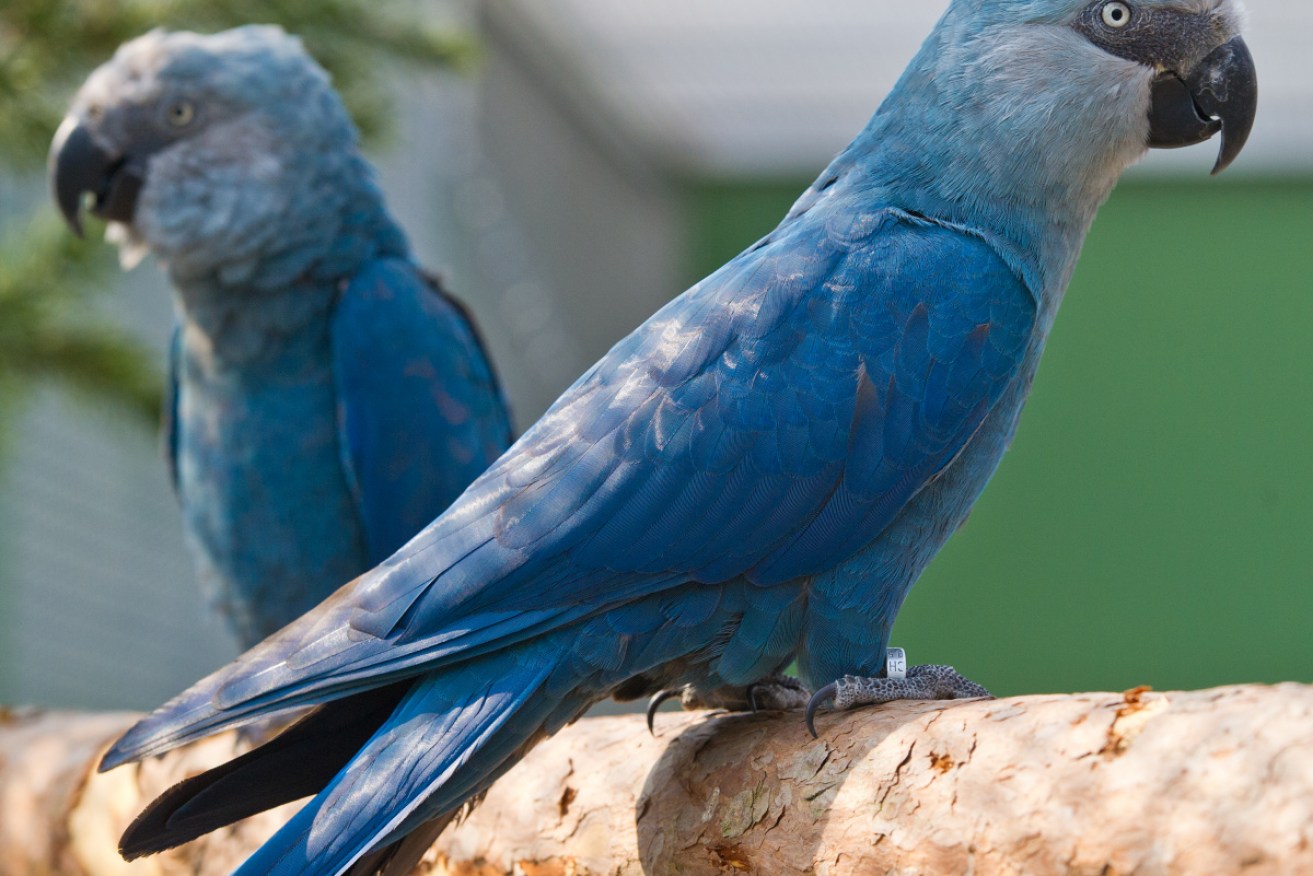 Now extinct in the wild, latest data indicates there are only 100 blue macaws in captivity.