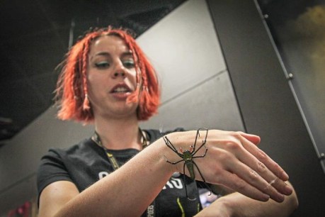 Museum&#8217;s invertebrate zookeeper on a mission to spin spiders in a positive light