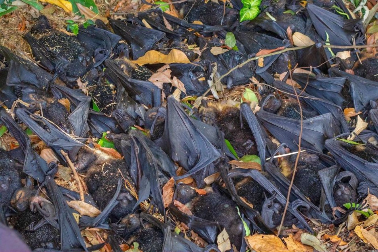 Thousands of spectacled flying foxes dropped dead from trees during a week of record-breaking heat in Cairns.
