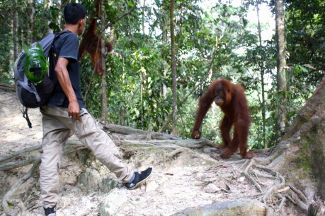 Finding orang-utans on a walk on the wild side