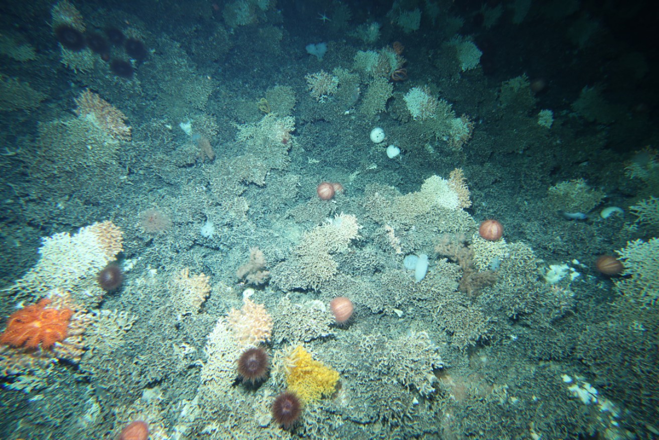 Scientists have found signs of heat stress in sponges in deep waters off Tasmania.