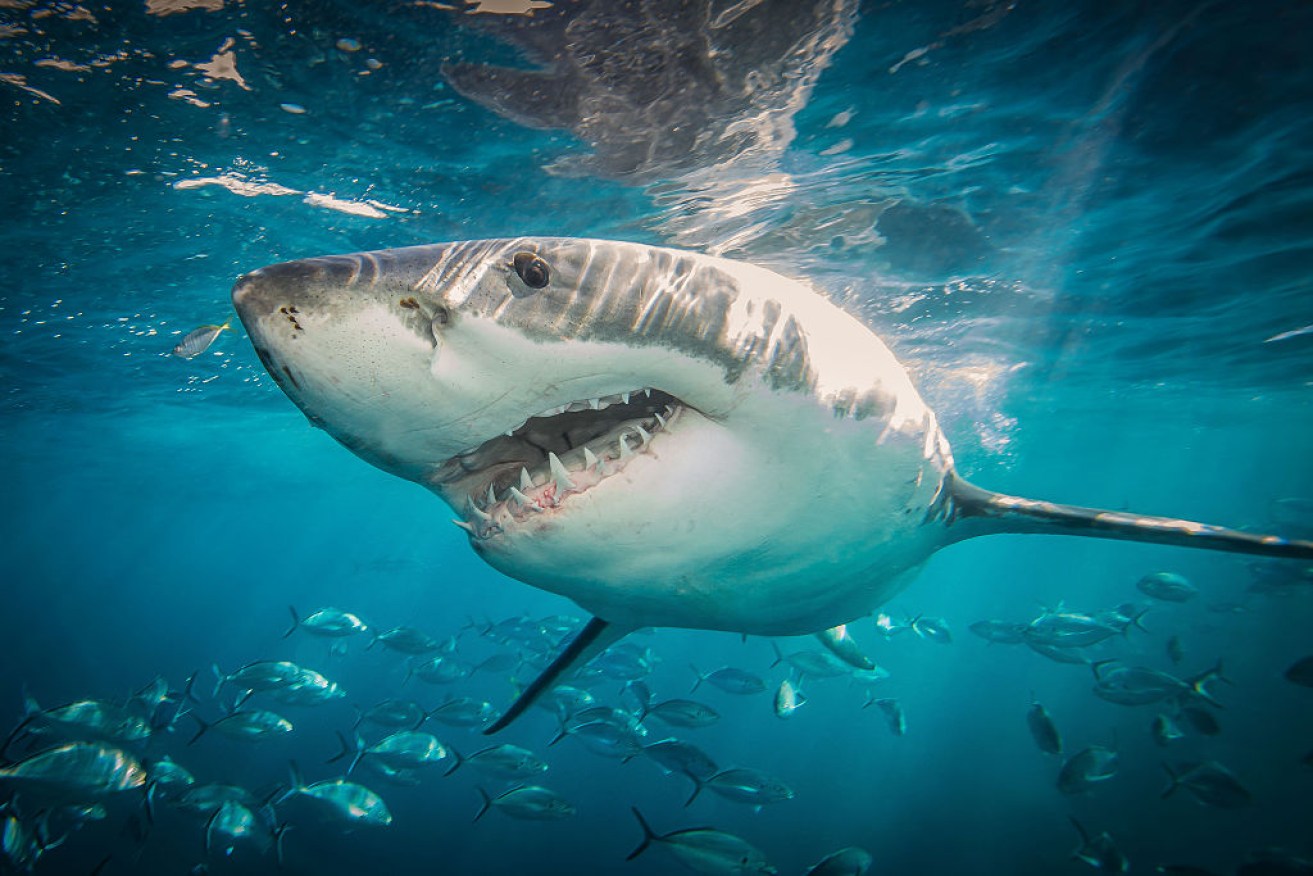 Local divers suspect the attacker was a great white.