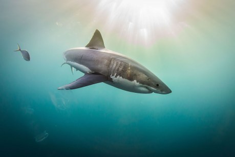 Queensland rejects court ruling on shark culls