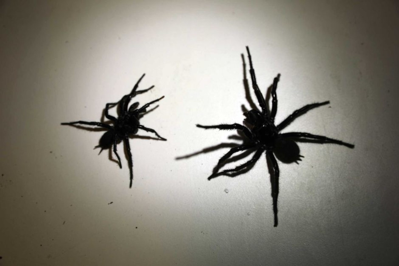 Two funnel-web spiders that were handed in to Australian Reptile Park keepers.