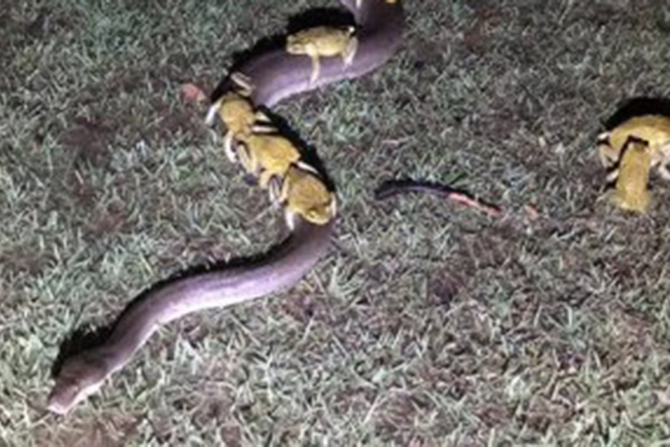 These cheeky cane toads were snapped hitching a riding atop a python smart enough to know swallowing one would mean death. <i>Photo: Supplied</i>
