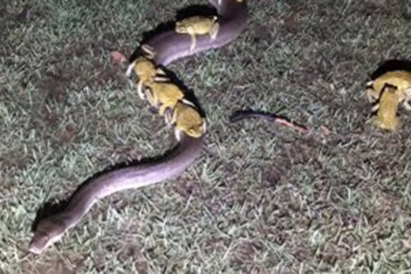 Captured: Cane toads hitch a ride on a python