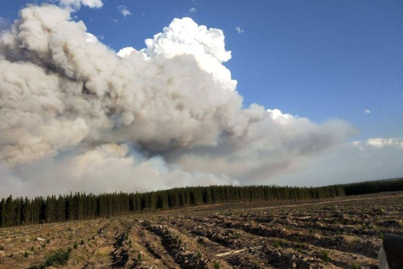 Pine plantations were burnt during Friday's scorcher but homes were saved.