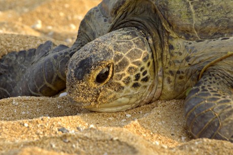 Green sea turtles swim free with help from five-year-old Yeppoon wildlife warrior, Owen Harris