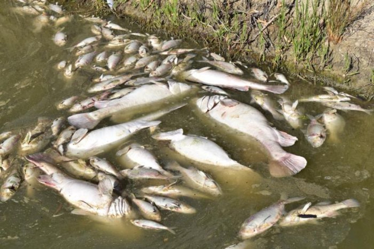 Dead fish in the Darling River in January 2019. There are fears of more deaths this summer.