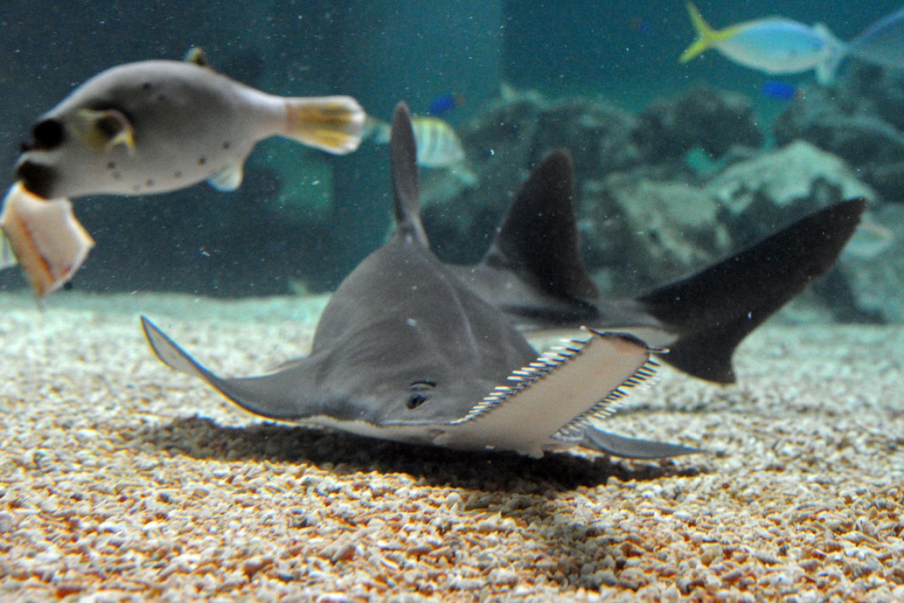 A critically endangered small tooth sawfish in 2011.  