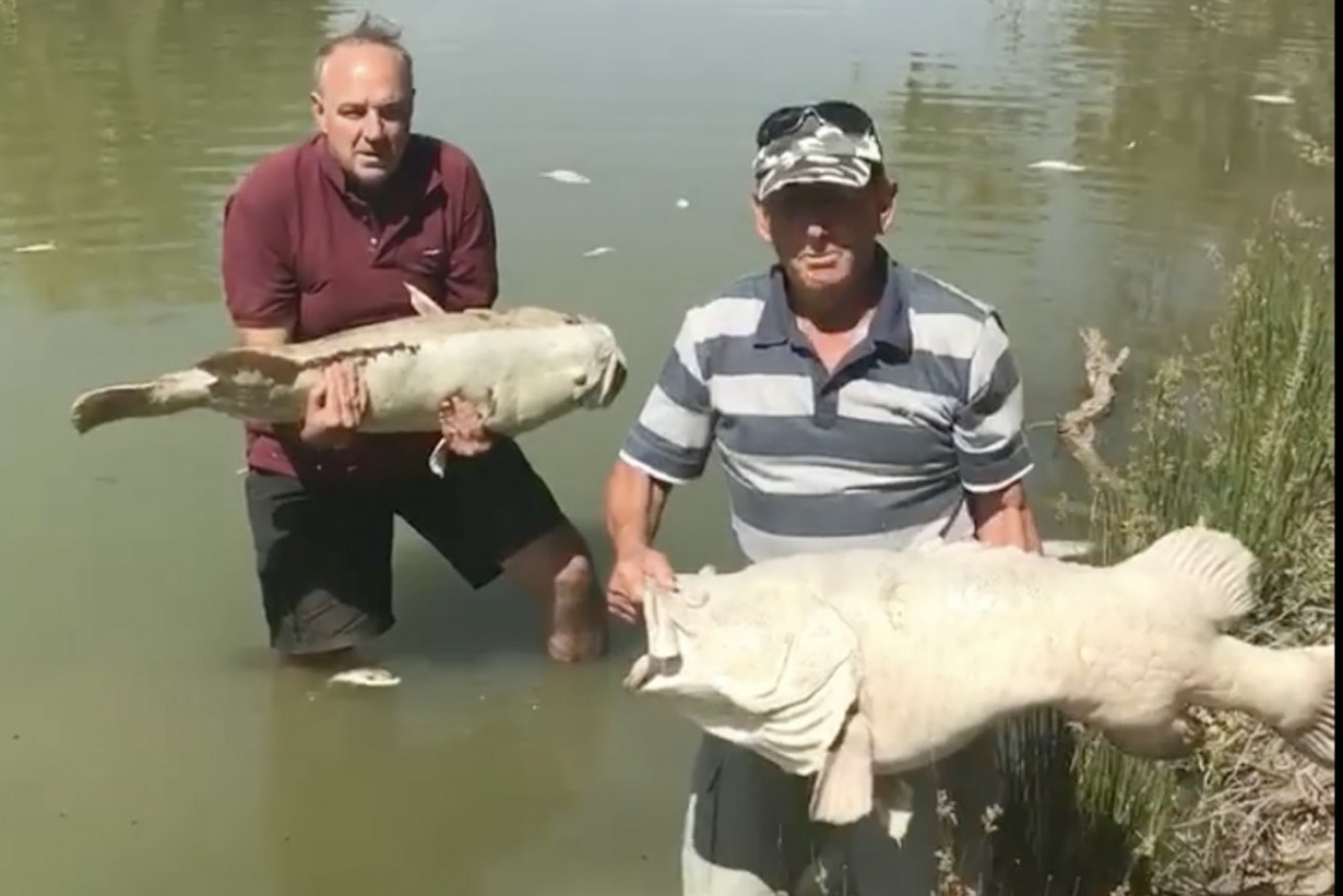 Rob McBride (L) and Dick Arnold were filmed standing in the Darling River at Menindee.