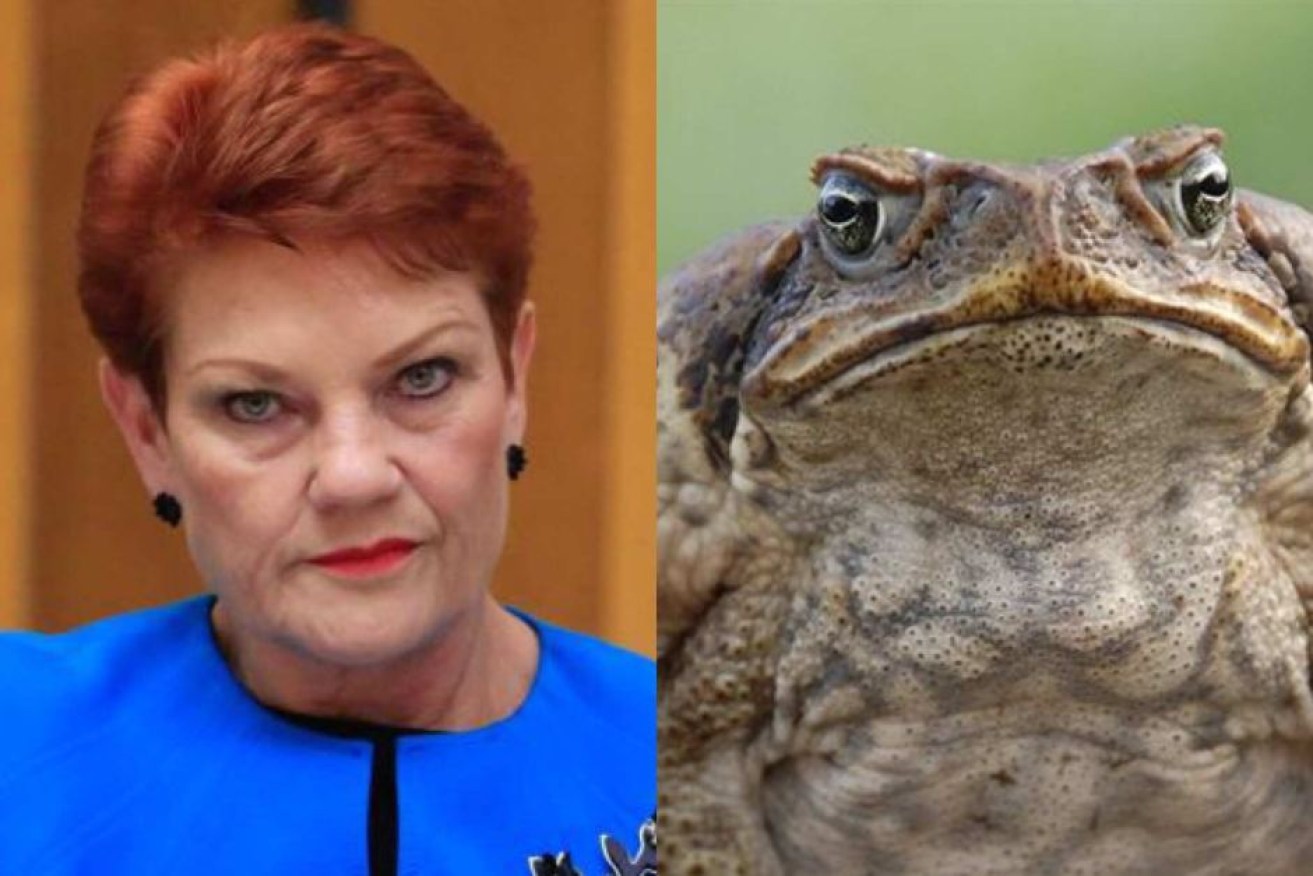 Senator hans wants the PM to fund a bounty of 10 cents per toad.