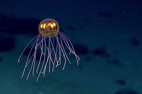 Jellyfish warning system in doubt as expert departs CSIRO