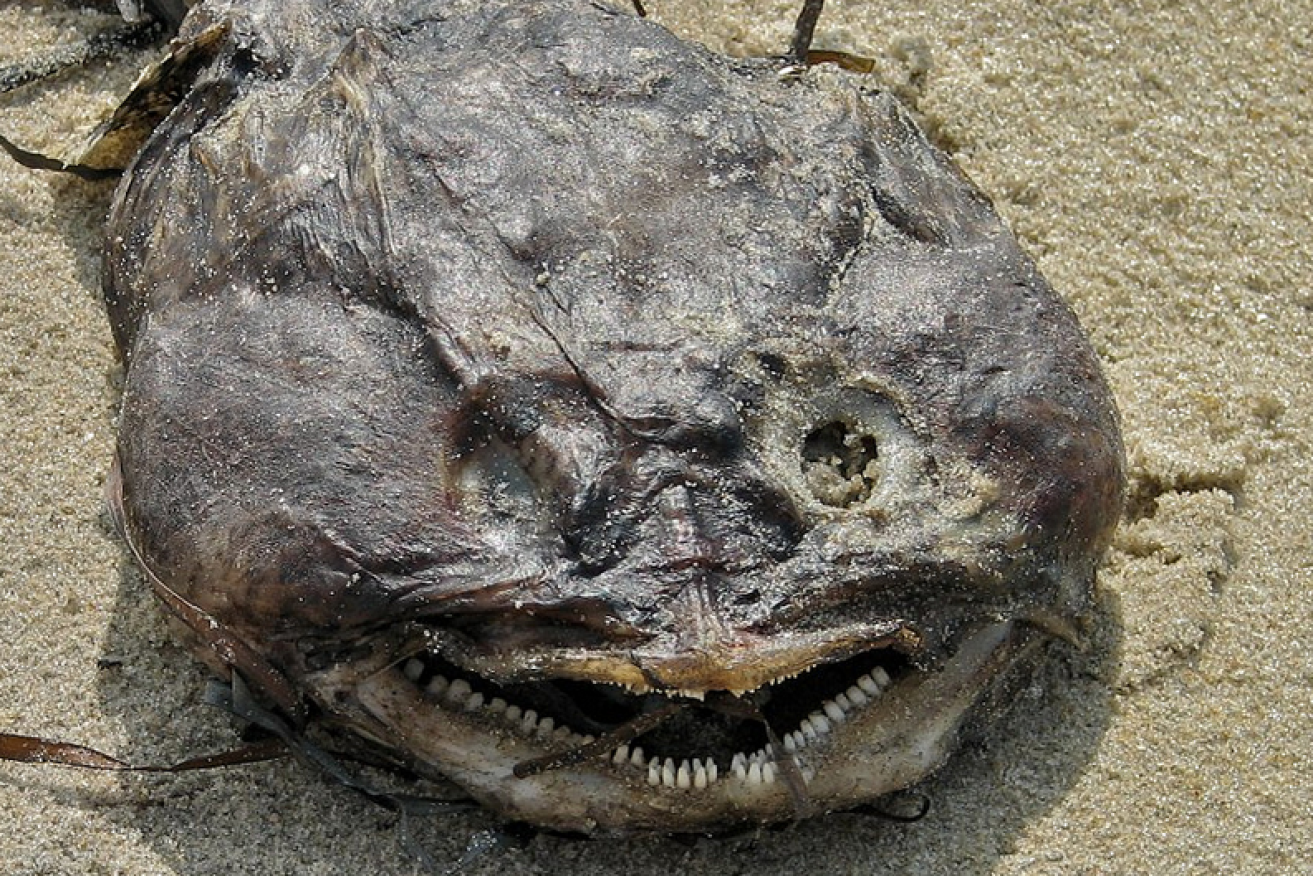 An ugly creature with the teth to deliver a vicious bite, that's the Queensland toadfish.