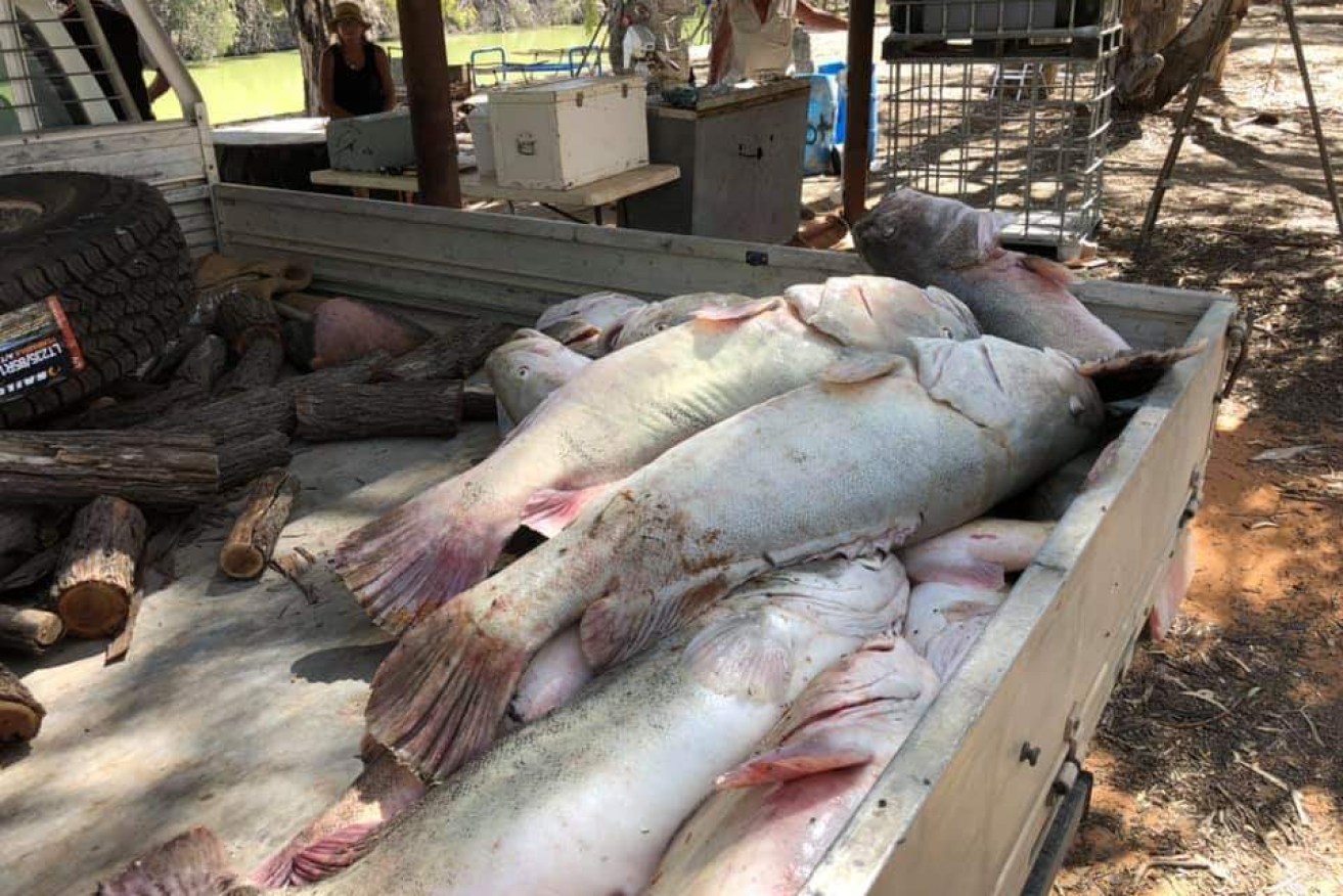 Environmentalists fear a second wave of fish kills if they're not removed by Wednesday.