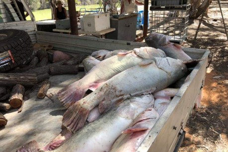 Clean-up of almost one million rotting dead fish in northern NSW to begin this week