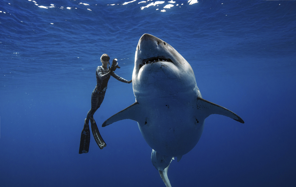 When reality imitates art. Famous giant white shark 'Deep Blue' swims