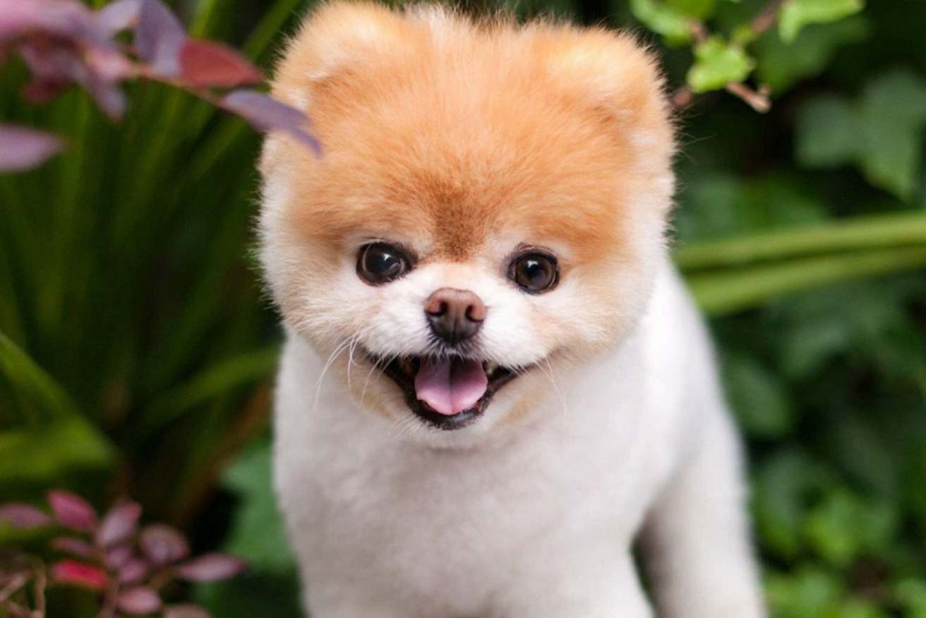 Cute as a button and famous the world over, Boo brought joy to millions.