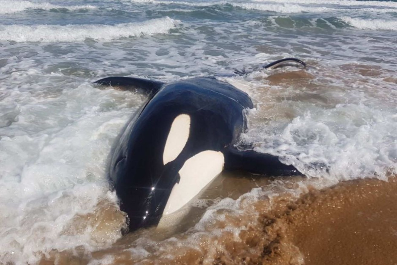 The killer whale stranded itself on Saturday morning.


