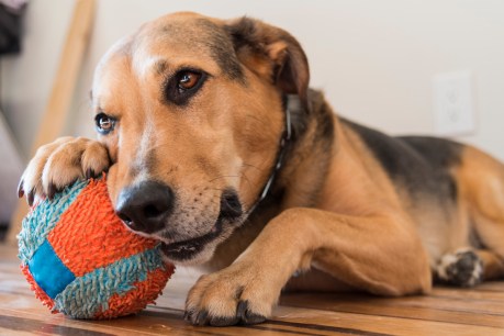 Dogs&#8217; emotional attachment to toys studied