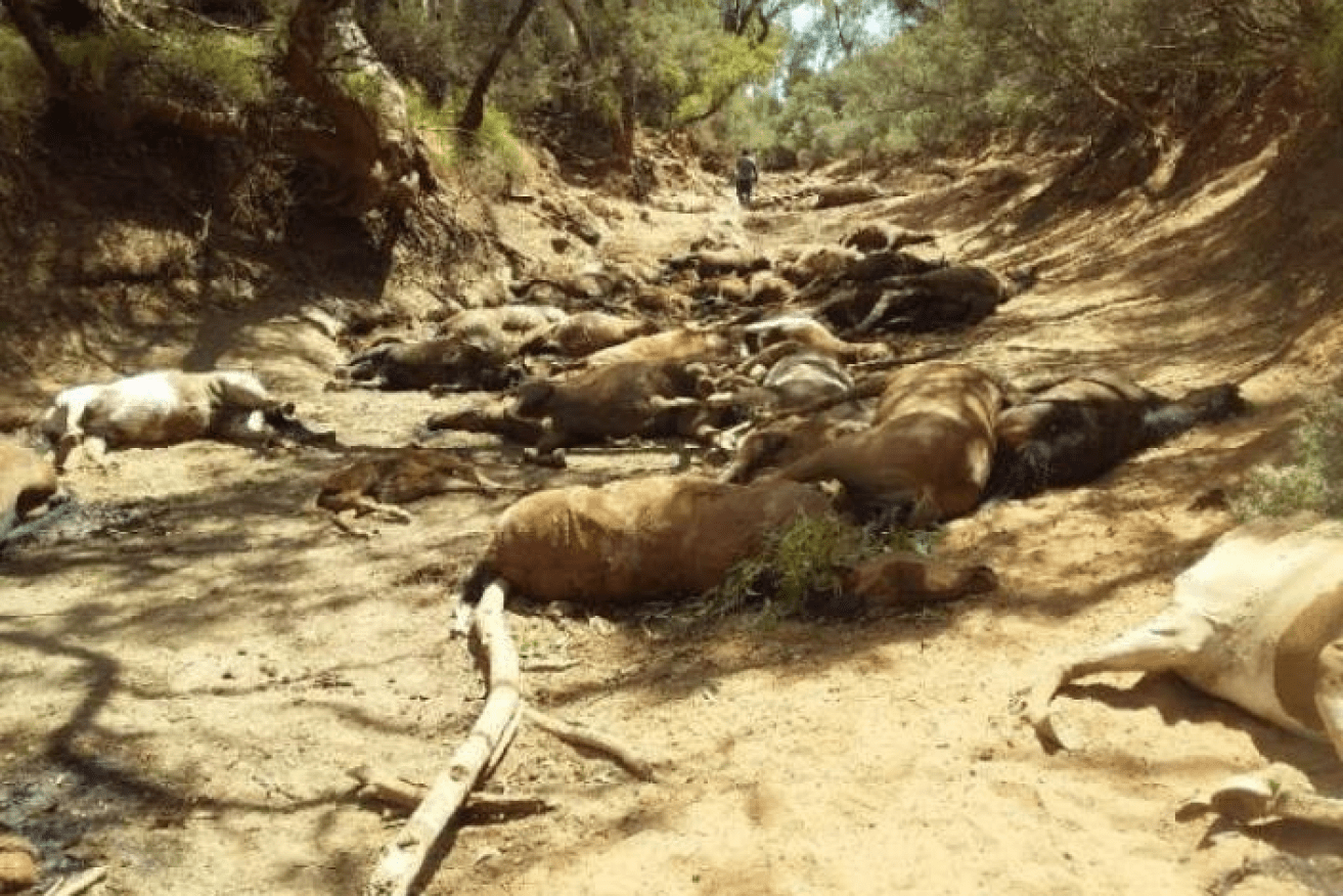 Dead horses in the dried up waterhole at Santa Teresa.