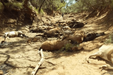 Mass death of wild horses discovered in scorching, dry waterhole