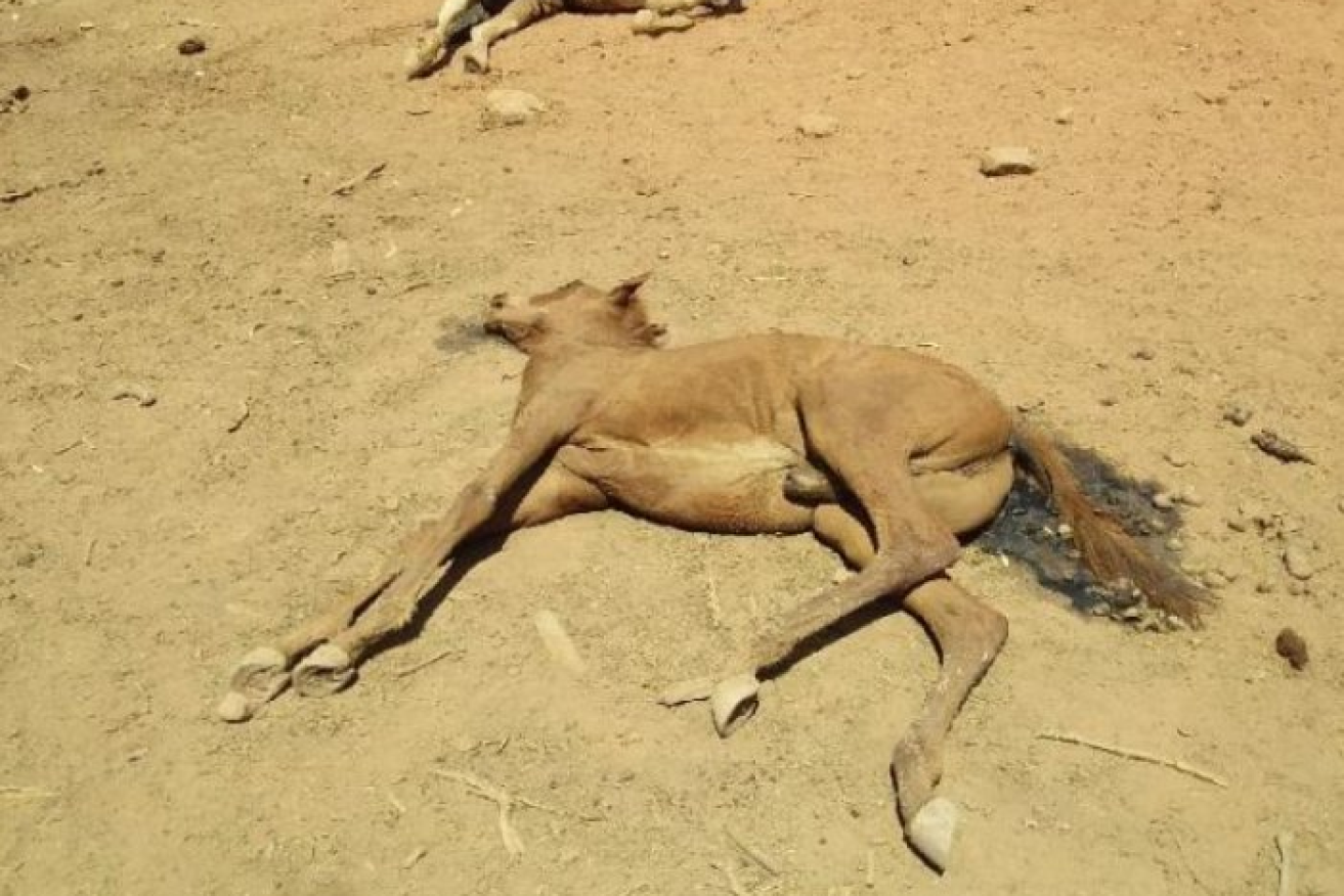 Dozens of dead horses were found at a waterhole left dry in the prolonged drought.