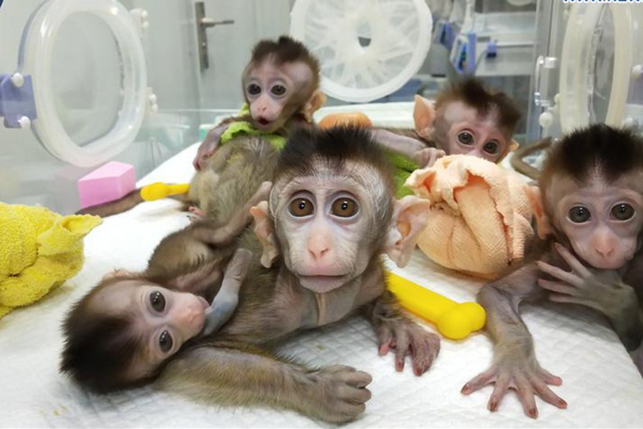 The five cloned monkeys that China has cloned from a gene-edited macaque with circadian rhythm disorders. 